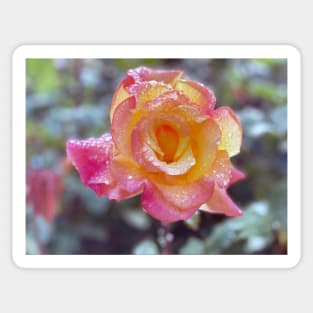 Rose in Spring Rain Sticker